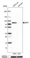 Debranching RNA Lariats 1 antibody, PA5-57244, Invitrogen Antibodies, Western Blot image 