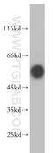 SMAD Family Member 1 antibody, 10429-1-AP, Proteintech Group, Western Blot image 