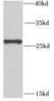 POP4 Homolog, Ribonuclease P/MRP Subunit antibody, FNab06641, FineTest, Western Blot image 