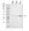 P2Y purinoceptor 6 antibody, A10087-2, Boster Biological Technology, Western Blot image 