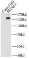 ATP-dependent DNA helicase Q4 antibody, FNab07226, FineTest, Immunoprecipitation image 