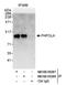 Poly(A) Polymerase Alpha antibody, NB100-55268, Novus Biologicals, Immunoprecipitation image 
