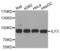 MPP4 antibody, abx001940, Abbexa, Western Blot image 