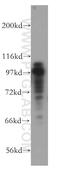 Minichromosome Maintenance Complex Component 3 antibody, 15597-1-AP, Proteintech Group, Western Blot image 