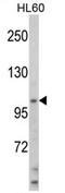 Helicase Like Transcription Factor antibody, AP17466PU-N, Origene, Western Blot image 