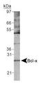 BCL2 Like 1 antibody, TA336559, Origene, Western Blot image 