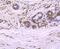 Cullin 4A antibody, NBP2-75459, Novus Biologicals, Immunohistochemistry paraffin image 