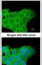 Kinesin-like protein KIF11 antibody, PA5-28933, Invitrogen Antibodies, Immunofluorescence image 