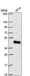 Myotubularin-related protein 9 antibody, PA5-67135, Invitrogen Antibodies, Western Blot image 