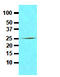 Fas Associated Via Death Domain antibody, AM09009PU-S, Origene, Western Blot image 