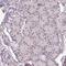 UV Stimulated Scaffold Protein A antibody, NBP2-48981, Novus Biologicals, Immunohistochemistry frozen image 