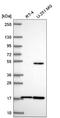 Ring Finger Protein 13 antibody, NBP2-57493, Novus Biologicals, Western Blot image 