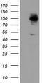 10-FTHFDH antibody, TA501852, Origene, Western Blot image 