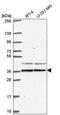SPY1 antibody, PA5-67111, Invitrogen Antibodies, Western Blot image 