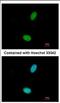 Zinc Finger Protein 408 antibody, NBP2-21007, Novus Biologicals, Immunocytochemistry image 