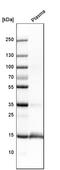 Transthyretin antibody, HPA002550, Atlas Antibodies, Western Blot image 