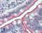 Cadherin Related Family Member 5 antibody, LS-A9536, Lifespan Biosciences, Immunohistochemistry frozen image 