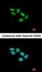 Polycomb protein EED antibody, orb73985, Biorbyt, Immunocytochemistry image 