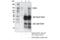 Histone lysine demethylase PHF8 antibody, 93801S, Cell Signaling Technology, Immunoprecipitation image 