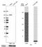 Pyruvate carboxylase, mitochondrial antibody, HPA043922, Atlas Antibodies, Western Blot image 