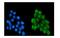 Nuclear Respiratory Factor 1 antibody, M01129-1, Boster Biological Technology, Immunofluorescence image 