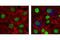 HA tag antibody, 3444S, Cell Signaling Technology, Immunofluorescence image 