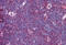 NLR Family Pyrin Domain Containing 13 antibody, MBS246923, MyBioSource, Immunohistochemistry frozen image 
