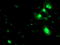 Protein C inhibitor antibody, TA504454, Origene, Immunofluorescence image 