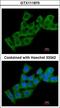 Cysteine and histidine-rich domain-containing protein 1 antibody, LS-C186231, Lifespan Biosciences, Immunocytochemistry image 