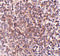 Putative overexpressed in colon carcinoma 1 protein antibody, 4987, ProSci, Immunohistochemistry frozen image 