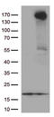 Ret Proto-Oncogene antibody, LS-C799553, Lifespan Biosciences, Western Blot image 