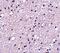 Tachykinin Receptor 3 antibody, NBP2-82076, Novus Biologicals, Immunohistochemistry frozen image 