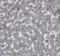 Growth factor receptor-bound protein 10 antibody, FNab03640, FineTest, Immunohistochemistry paraffin image 