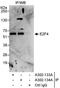 E2F Transcription Factor 4 antibody, A302-133A, Bethyl Labs, Immunoprecipitation image 