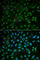 5'-Nucleotidase Ecto antibody, A2029, ABclonal Technology, Immunofluorescence image 
