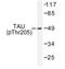 PHF-tau antibody, AP01710PU-N, Origene, Western Blot image 