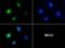 Lysine-specific demethylase 2A antibody, NBP1-78305, Novus Biologicals, Immunofluorescence image 