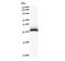 PDS5 Cohesin Associated Factor B antibody, LS-C342836, Lifespan Biosciences, Western Blot image 