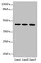 Stromal Cell Derived Factor 4 antibody, orb356623, Biorbyt, Western Blot image 