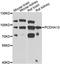 Protocadherin Alpha 13 antibody, A7475, ABclonal Technology, Western Blot image 