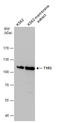 T1r3 antibody, GTX116069, GeneTex, Western Blot image 