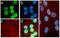 p53 antibody, 710294, Invitrogen Antibodies, Immunofluorescence image 