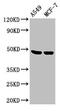 Lysyl Oxidase antibody, CSB-PA16909A0Rb, Cusabio, Western Blot image 