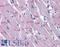 Pappalysin-2 antibody, LS-B5346, Lifespan Biosciences, Immunohistochemistry paraffin image 