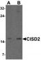 CDGSH Iron Sulfur Domain 2 antibody, TA320192, Origene, Western Blot image 