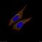 Mitochondrial Ribosomal Protein S27 antibody, 17280-1-AP, Proteintech Group, Immunofluorescence image 