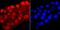 RNA Polymerase II antibody, NBP2-66801, Novus Biologicals, Immunofluorescence image 