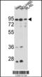 Inner Membrane Mitochondrial Protein antibody, 61-609, ProSci, Western Blot image 