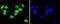 Heterogeneous Nuclear Ribonucleoprotein C (C1/C2) antibody, NBP2-67656, Novus Biologicals, Immunofluorescence image 