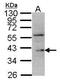 Dual specificity protein phosphatase 12 antibody, PA5-28960, Invitrogen Antibodies, Western Blot image 